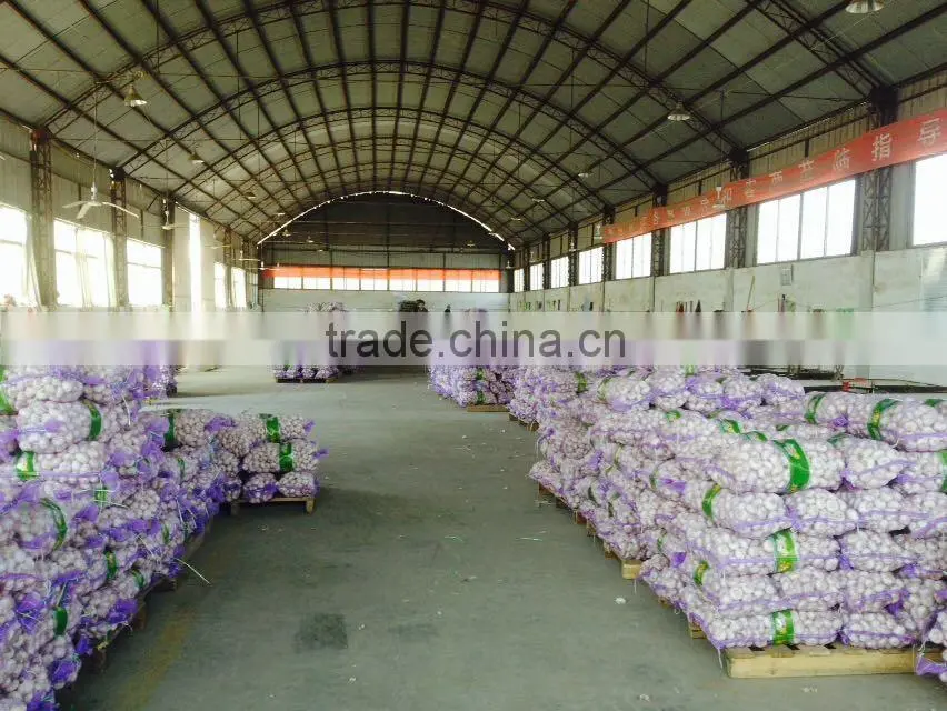 High quality Jinxiang export garlic