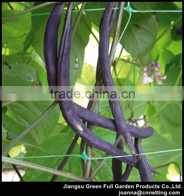 Pea and Bean Netting