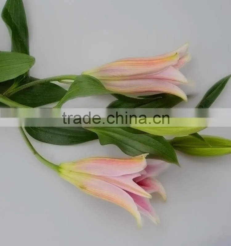 Fresh sorbonne multicolor lilies fresh cut flowers