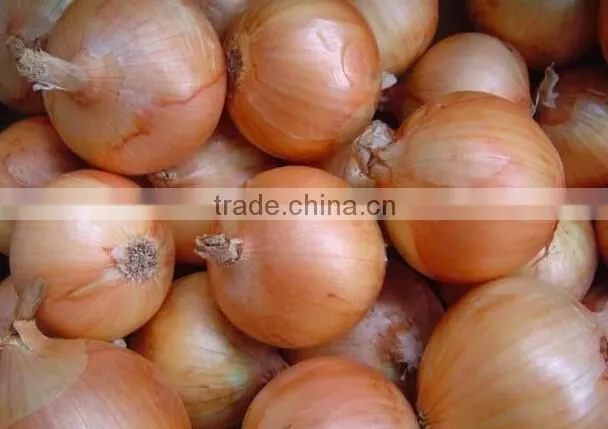 Electric Fresh Onion Skin Peeling Machine|Commercial Onion Peel Removing Machine
