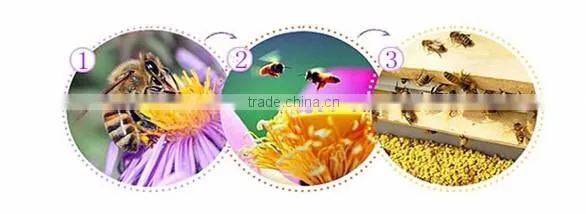 2016 fresh rape pollen wholesale