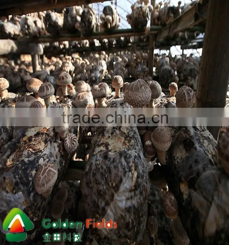 shiitake mushroom spawn