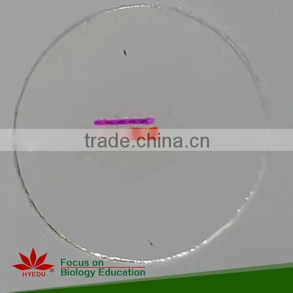 Hot Sale 50pcs Student Mixed Microscope Prepared Slides set