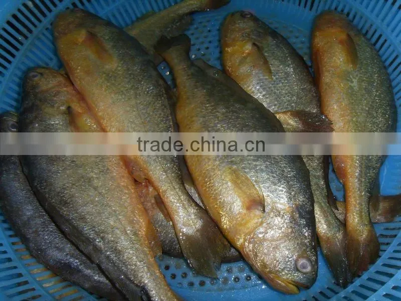 Big Size Yellow Croaker Frozen Fish