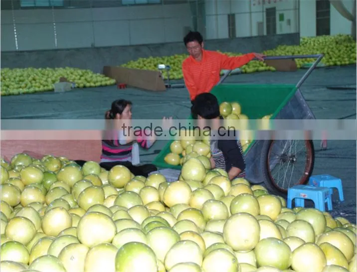 Chinese Fresh honey pomelo low price