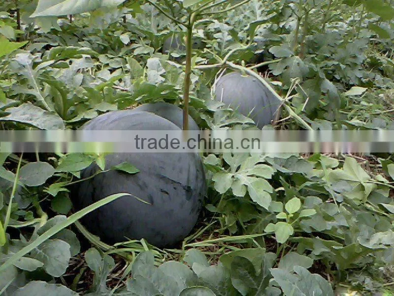 Hybrid seedless black watermelon seeds for growing-black dragon No.2