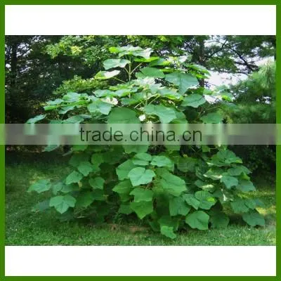 Paulownia tomentosa tree/paulownia flower/royal paulownia flowering tree seeds for sale