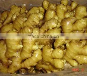 Fresh washed Ginger
