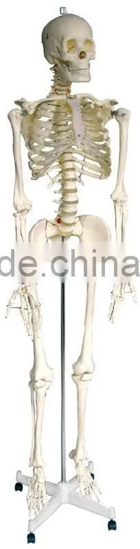 China skeleton model price