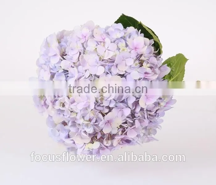 Wholesale Organic Fresh Cut Decorative Colorful Flowers Perfect For Mother's Day Hydrangea Flower