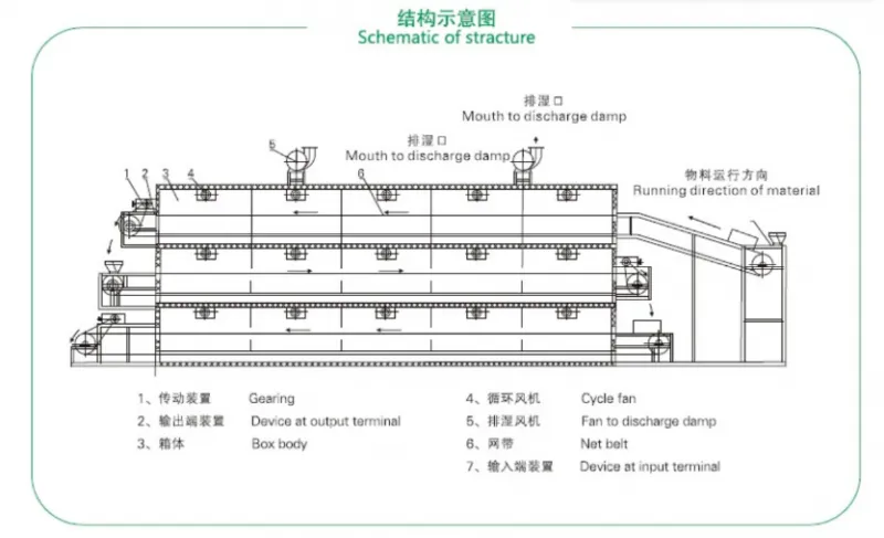 Genyond Machine Dried Lemon mango Orange Continuous Belt Conveyor Tunnel Drying Machine on Sale