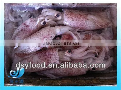 Frozen clean and fresh Fuzhou squid