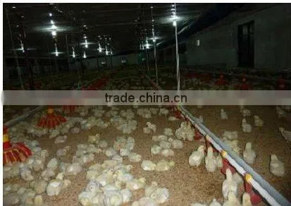 Fully automatic poultry drinking system poultry drinkers nipple drinking system