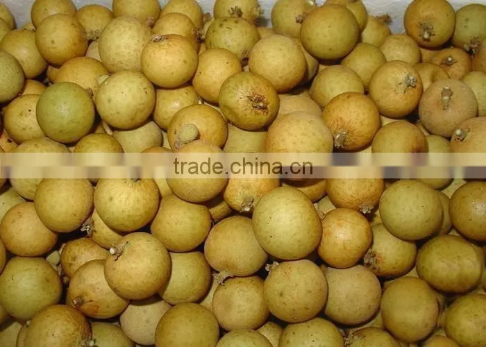 longan fruit trees