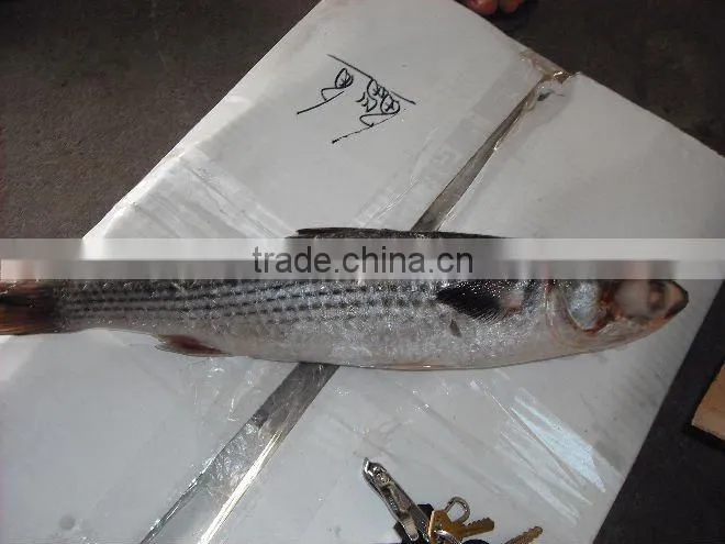 frozen grey mullet with small size