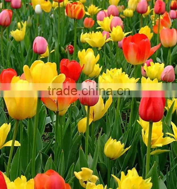 Fashion Crazy Selling decorative tulip