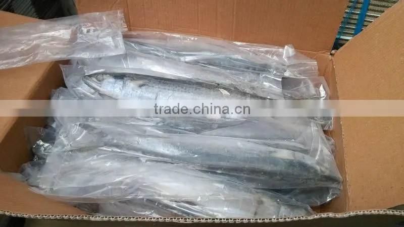 Frozen spanish mackerel fillets