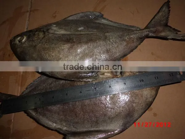 black pomfret