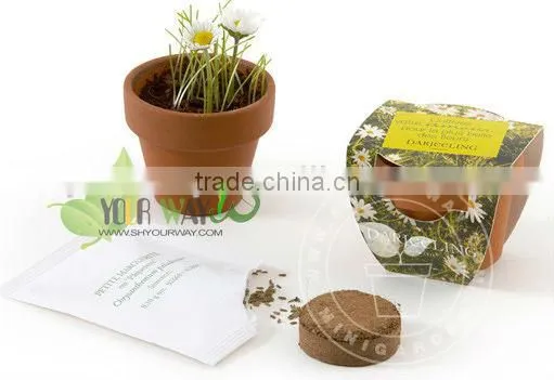 Gallipot flower,can flower,mini garden plant