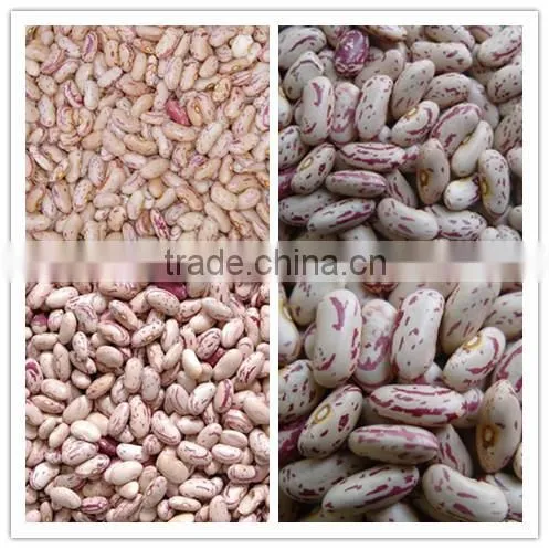 Best Price New Crop Light Speckled Kidney Beans With Good Quality