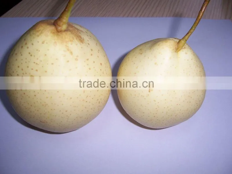 Fresh Shandong Pear 60-70-80 in 15kg Carton