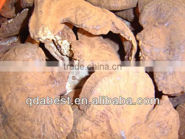 Ganoderma Lucidum