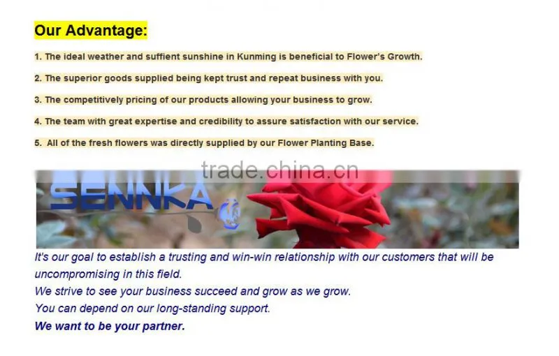 Savanna Gerbera Ceremony Fresh Cut Flowers Fresh cut Gerbera