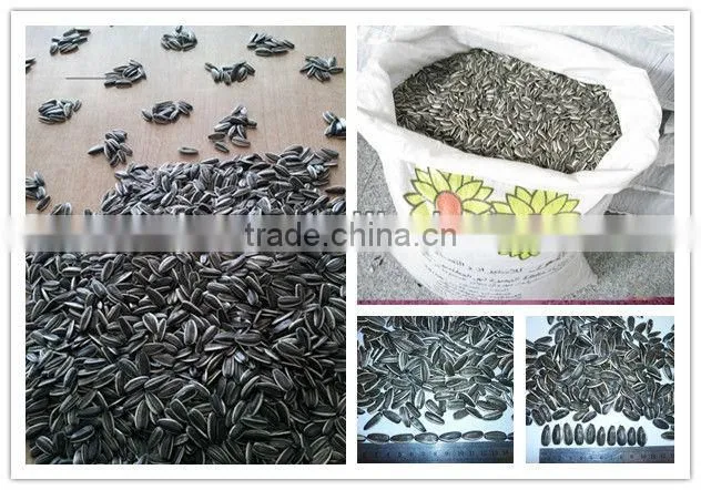 high quality black sunflower seeds 20/64,22/64, 24/64