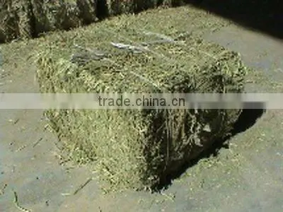 Alfalfa hay/medicago sativa