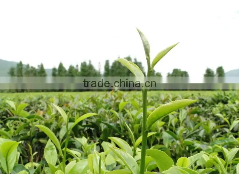 Huoshan Huangya Yellow Tea, Good Quality