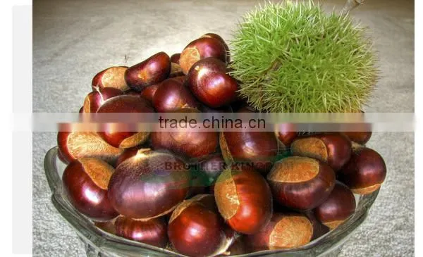 Wholesale chestnut /Horse chestnut/Chestnut from fty