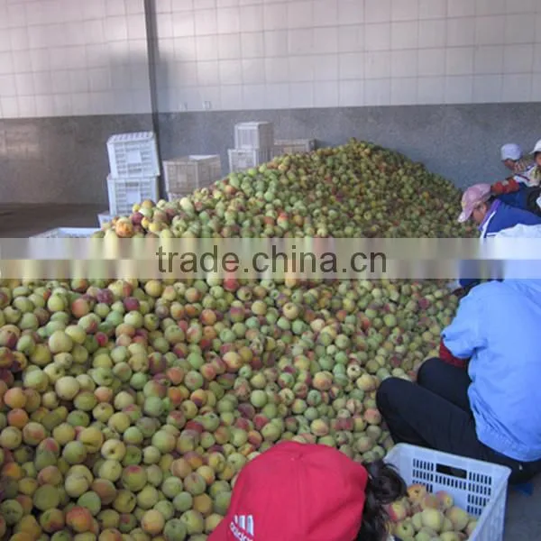 Chinese Iqf Frozen Half Peach Yellow Frozen Peach Half Hot Sale Peach Half In Frozen