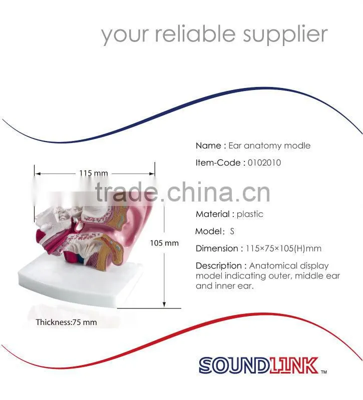 Life-Size Ear Model shows outer ear ,ear canal,and inner ear mechanisms with cheap price