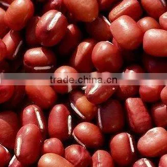 China Small Red Beans 2010 CROP