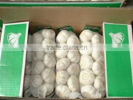 Fresh garlic