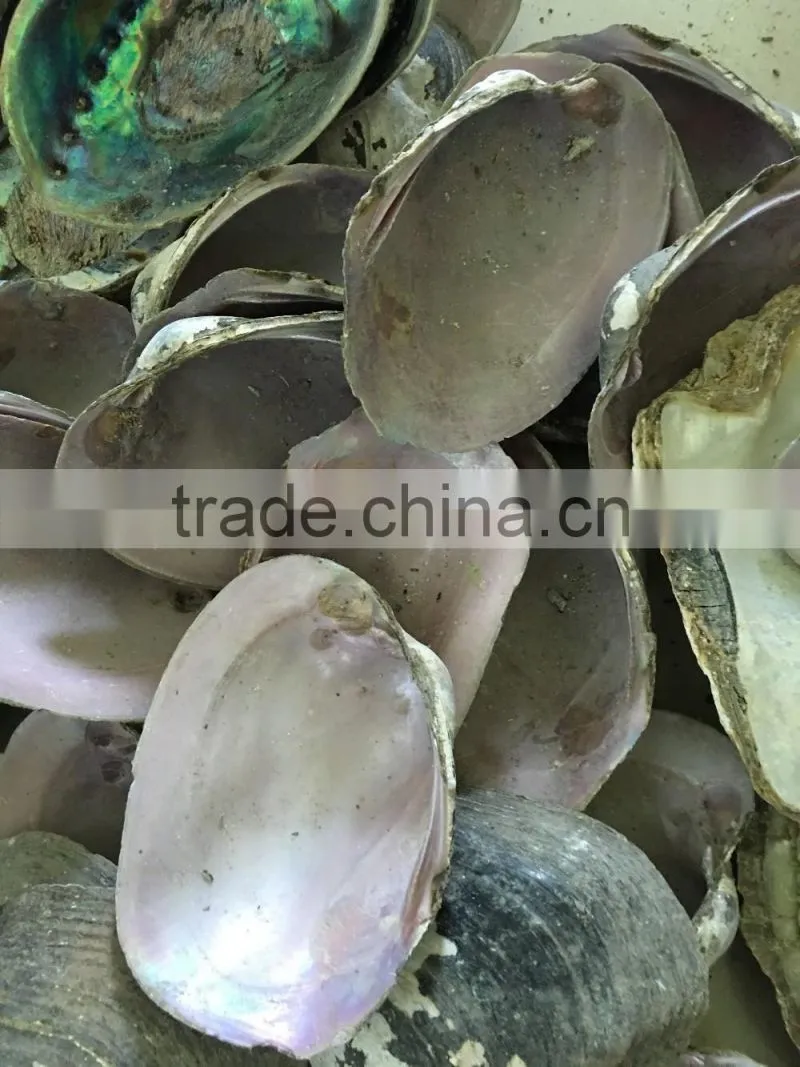 raw American pink shell