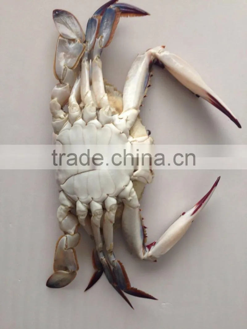 Frozen whole round Swimming Crab
