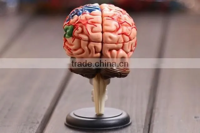 Education Toy Human brain model structure model assembled Anatomy dimensional model 32pcs set