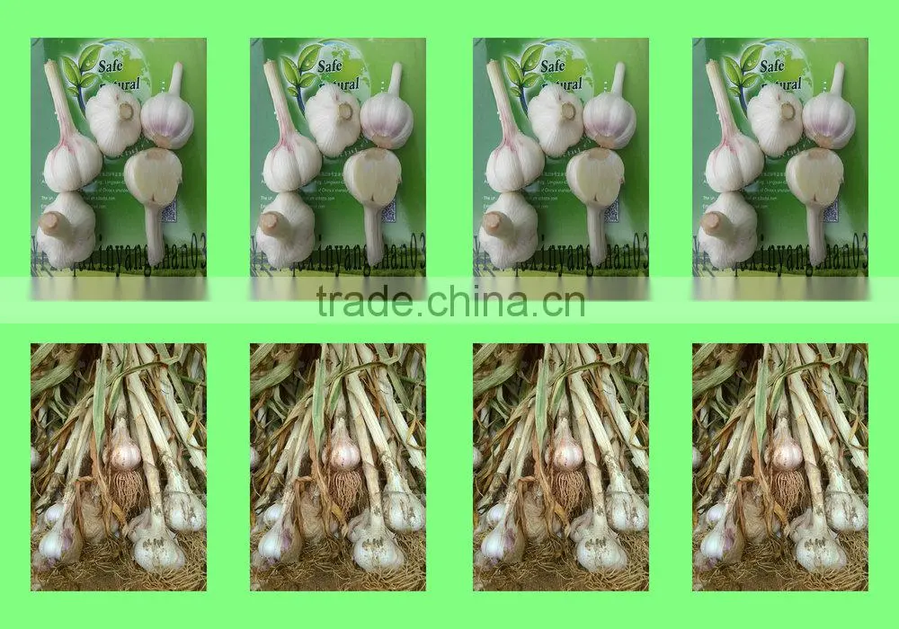 2015 Cang shan garlic/Fresh Garlic
