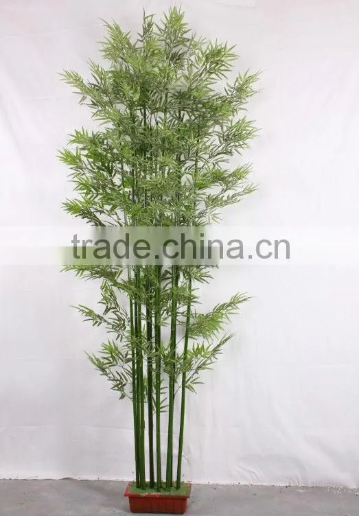 Lucky bamboos