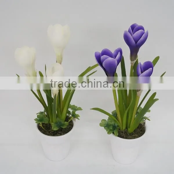 Colourful Bonsai Plants For Sale