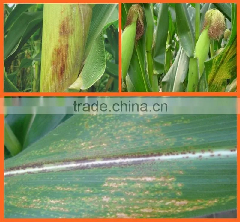 Huminrich Granular State And Other Fertilizers Classification Lignite Humic Acid