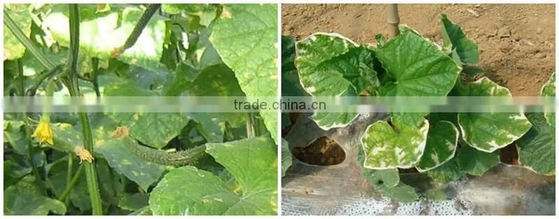 FAQ 3--How To Use Potassium Humate Fulvic Fertilizer To Solve The Problem Of Cucumber Wilt ?