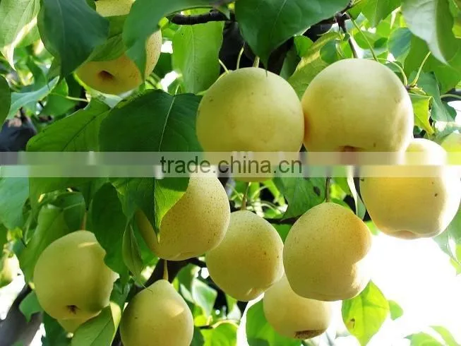New crop of fresh ya pear for bulk purchase