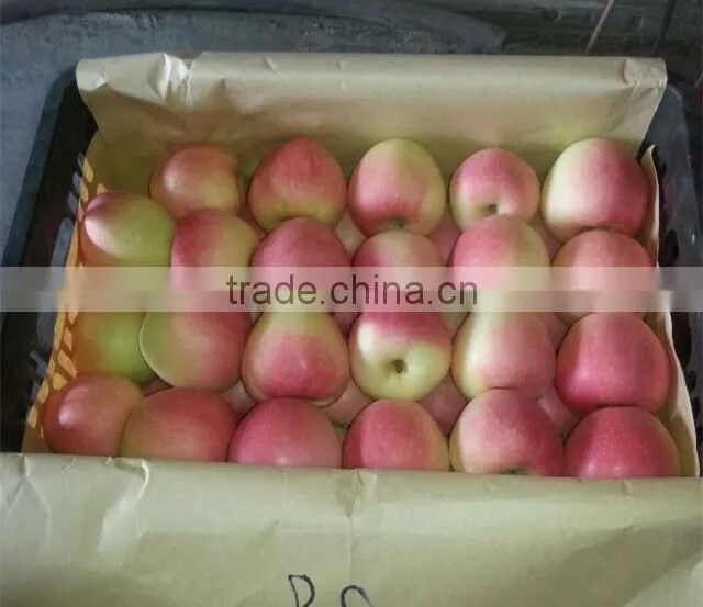 fresh apple chinese apple fruit gala apple