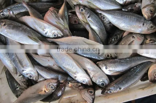 14cm 16cm 18cm 20cm trachurus horse mackerel