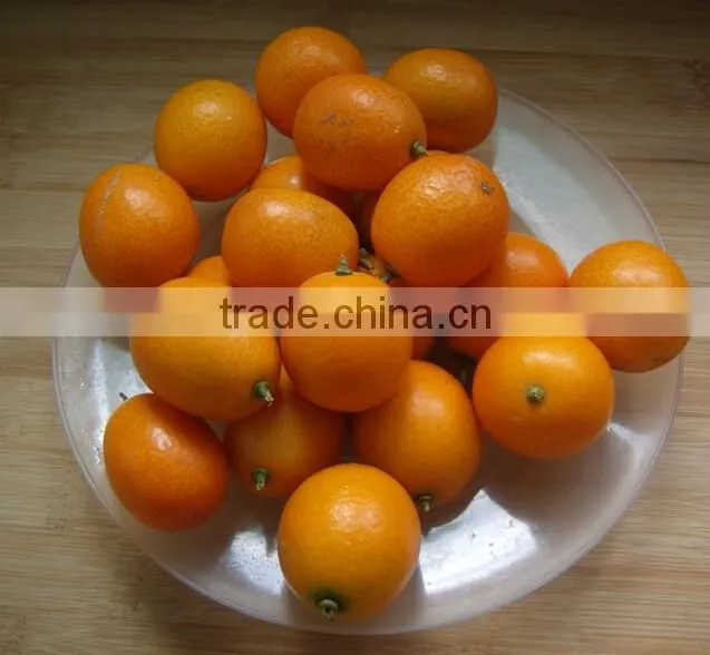 Automatic Brush Date Cleaning Machine|Ginger Washer and Cleaner Machine
