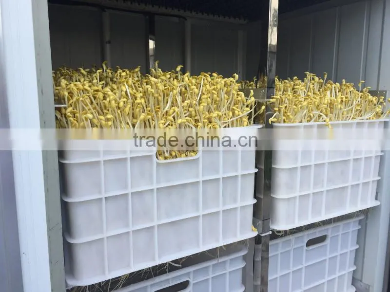 Hot Sale Automatic bean sprout growing machine, Bean Sprouting Machine,Bean Sprout Machine Price