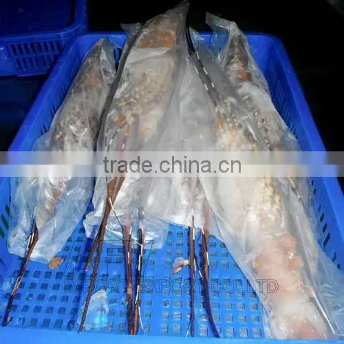 FRESH / FROZEN Lobster Vietnam, Panuliru Ornatus