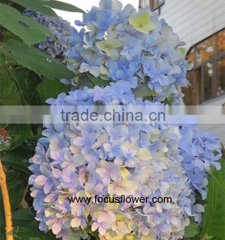 Alibaba Com High Quality Buy Fresh Hydrangeas From Yunnan China